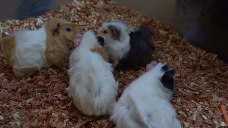 Pet-owner's-hand-holding-a-piece-of-fresh-vegetable,-feeding-a-group-of-domesticated-guinea-pig-in-various-breed-in-captivity,-handheld-motion-close-up-shot