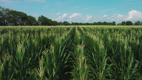 Reihen-Von-Maisfeldern-Auf-Dem-Land