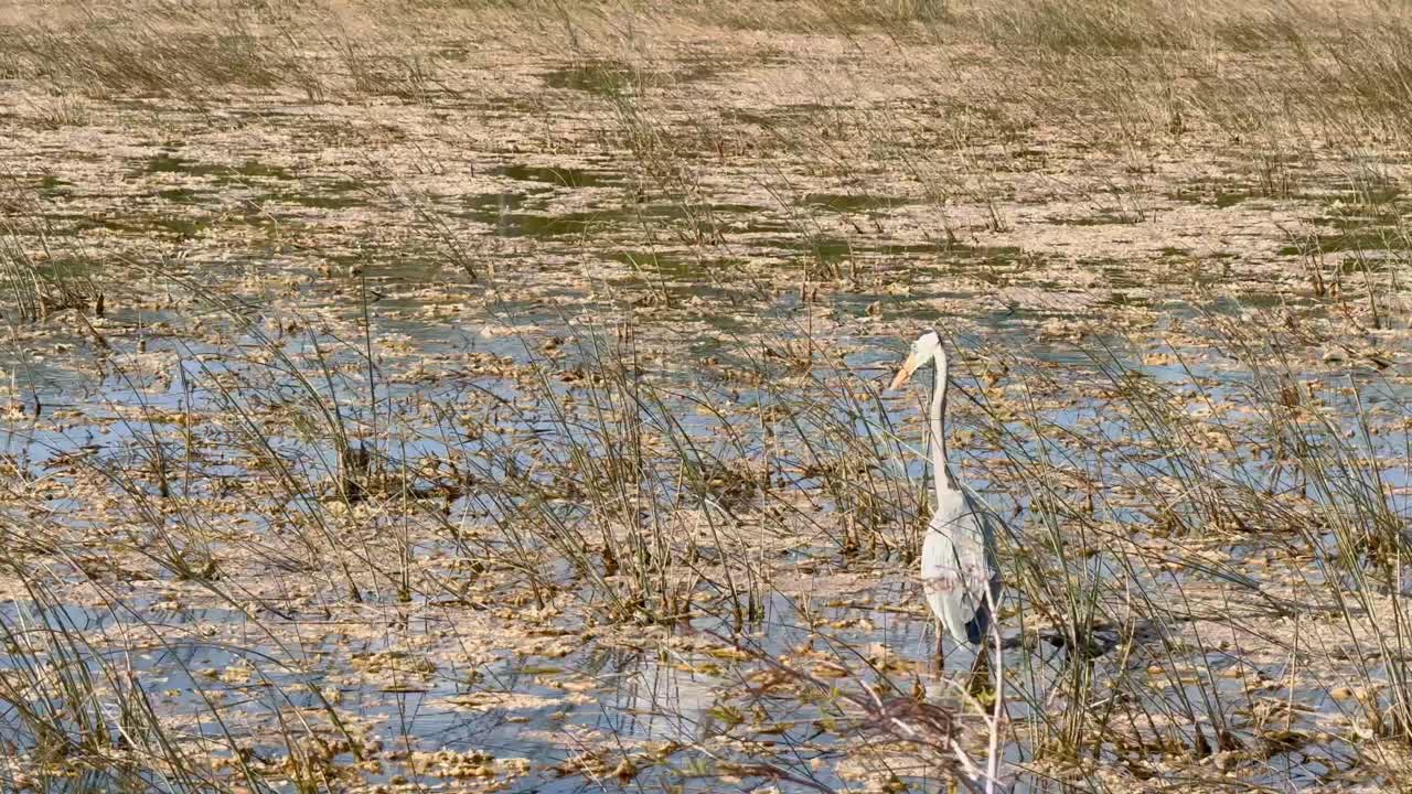 A majestic great blue heron standing tall in the Everglades wetland, surrounded by reeds and water plants. The natural habitat highlights the serene beauty of Florida’s iconic ecosystem.