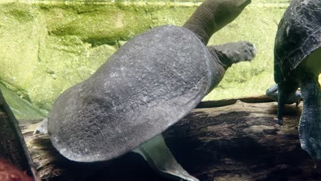 在新加坡奇蹟河, 薩法里動物園, 曼達伊保護區的另一種海<unk>上游泳