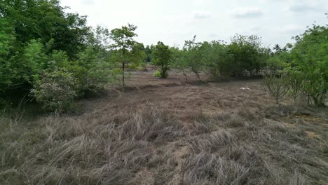 drone-fallowing-flying-stork-bird-in-empty-farmland-top-view-in-summer-may-dry-land