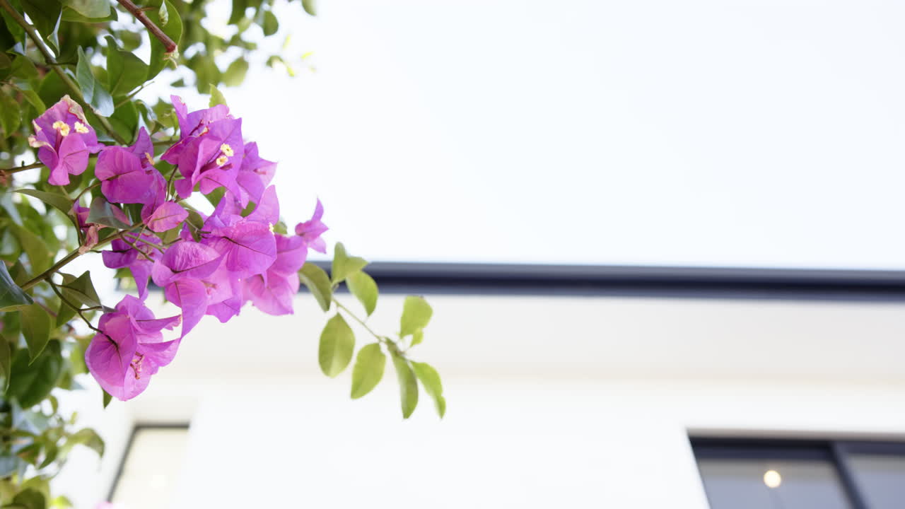 Purple bougainvillea flowers blooming on branch with modern house in background, copy space