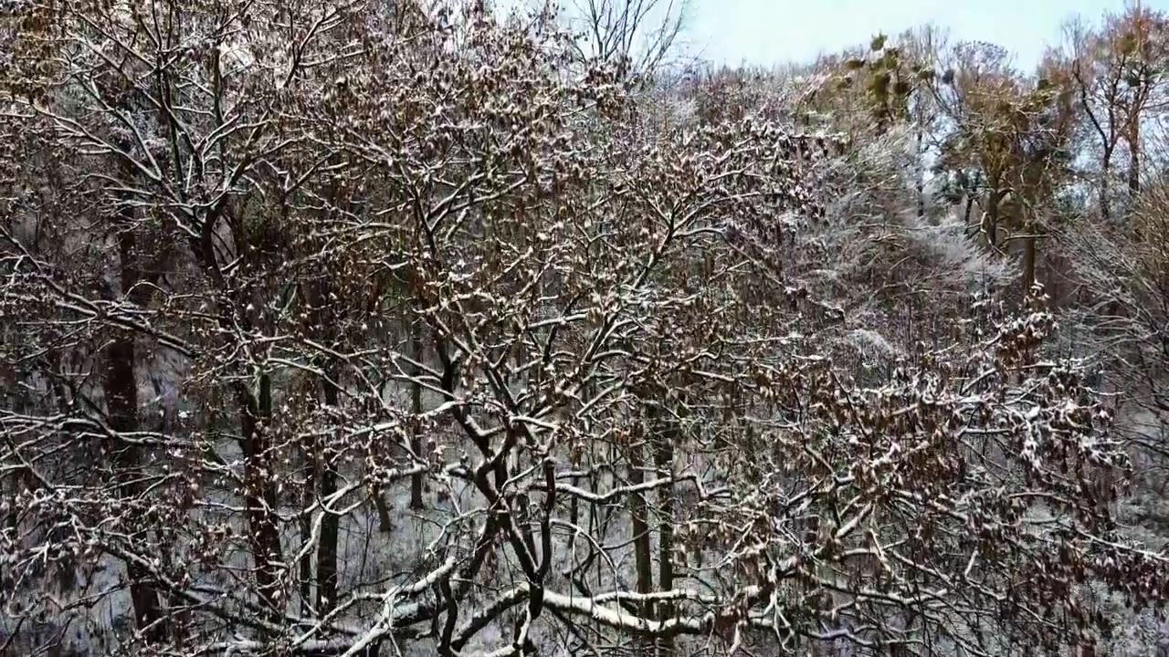 Bäume im Winterpark