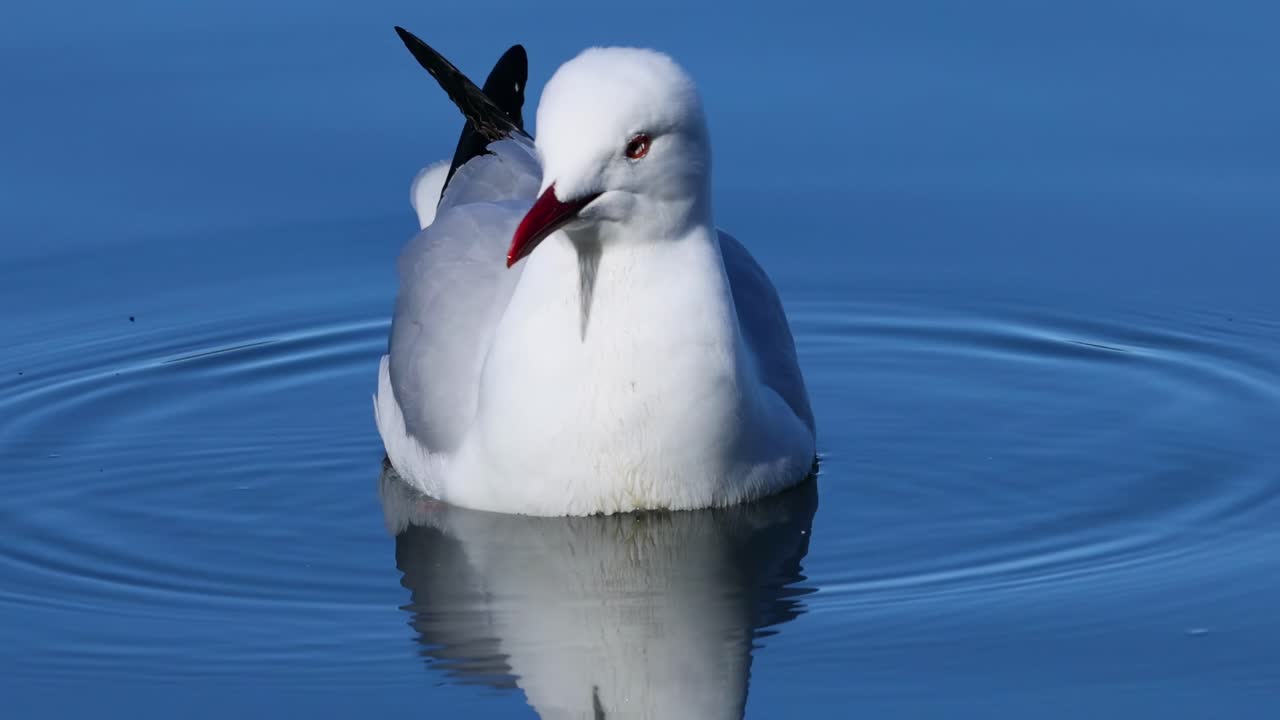 Close-up of a seagull with a red beak floating on calm blue water, reflecting its serene presence.