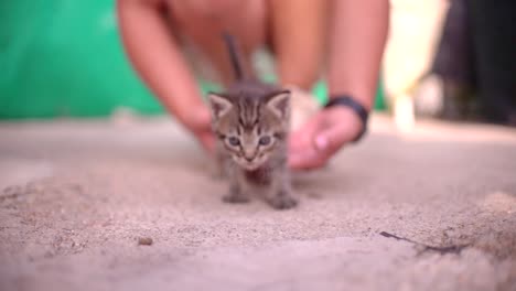 cute small baby cats litter at basket learning to walk outdoors