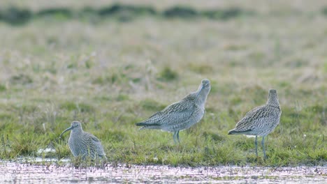 A-few-curlew-birds-resting-near-water-puddle-flooded-wetland-during-migration