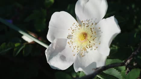 Warmer-Sonnenschein-Auf-Weißer-Burnetrose-Im-Garten