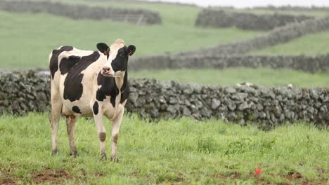 Holstein-Cow-Standing-In-The-Field-In-Terceira-Island,-Azores,-Portugal