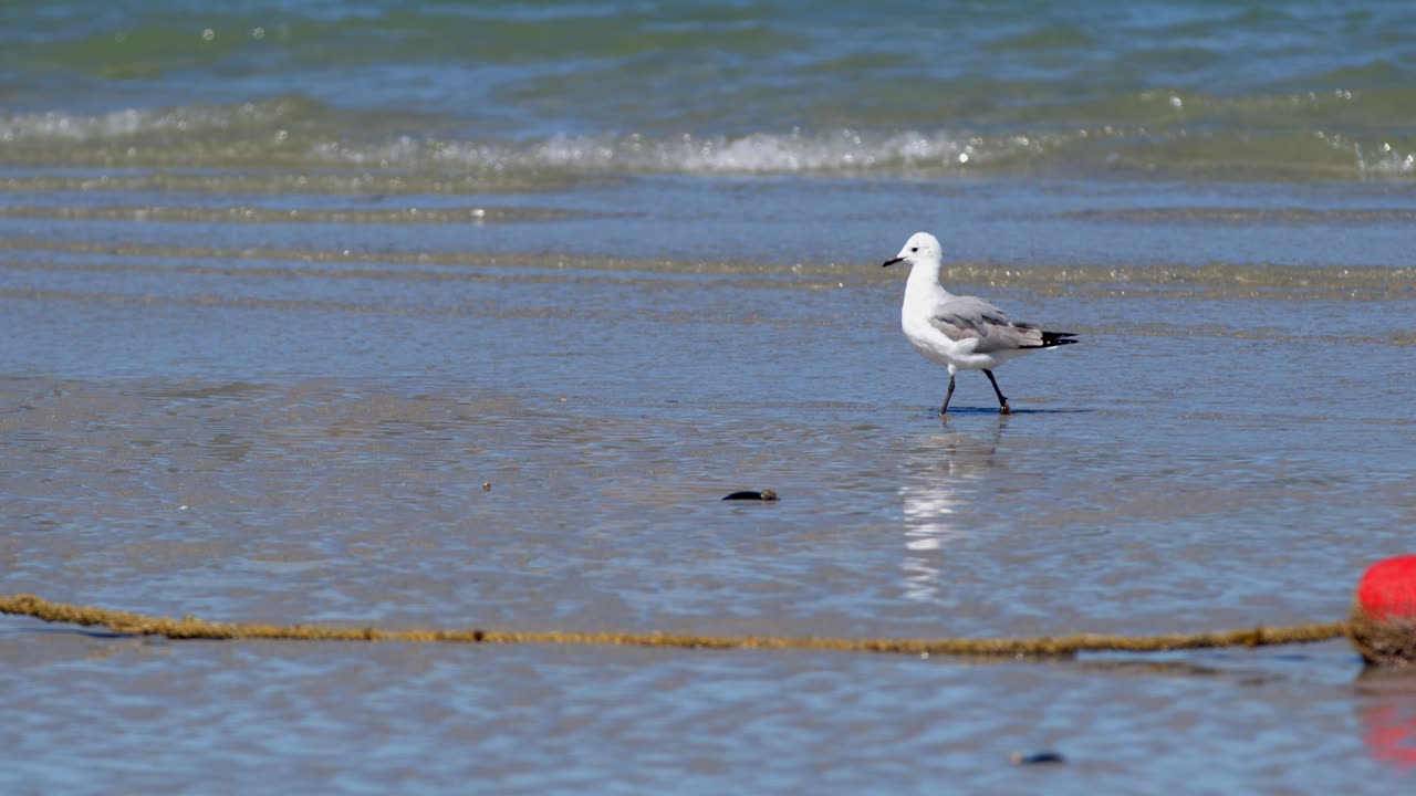 Seagull walking from right to left along a sandy beach in search of food, with ocean on background. Red floating buoy on the beach. Cape Town WC South Africa