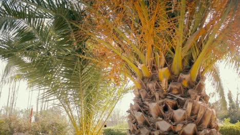 dolly-movement-of-palm-trees