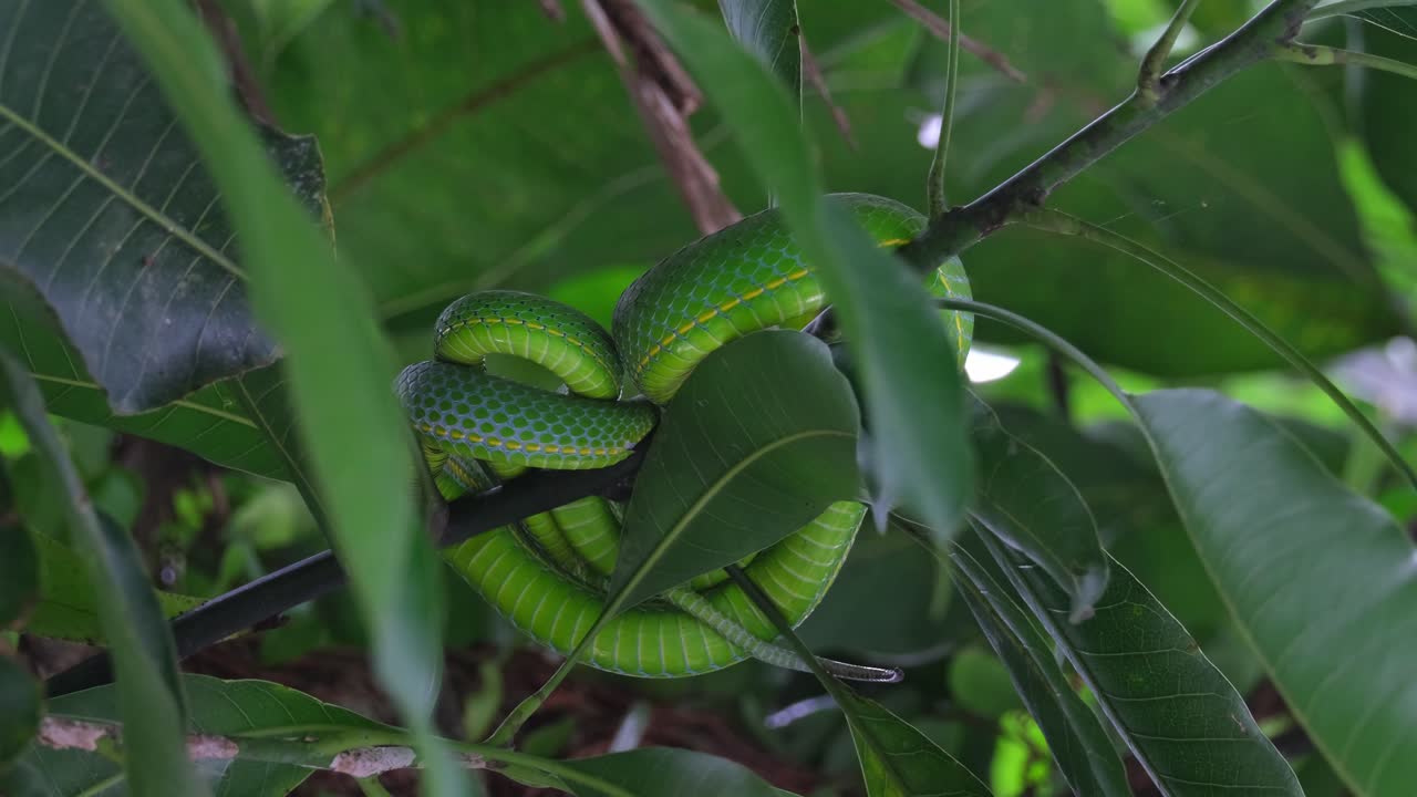 Camara zooms out revealing this snake resting on branches during a windy day, Vogel&rsquo;s Pit Viper Trimeresurus vogeli, Thailand
