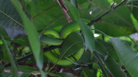 camara zooms out revealing this snake resting on branches during a windy day, vogel’s pit viper trimeresurus vogeli, thailand