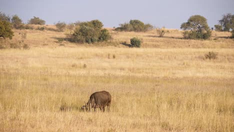el poderoso búfalo del cabo pasta en las hierbas altas de la sabana sudafricana