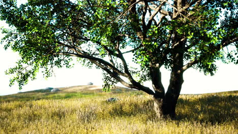 iconic oak tree casts a long shadow into a golden hill