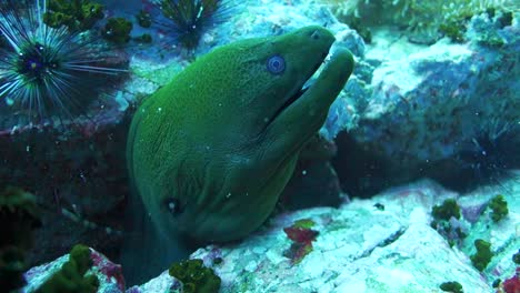 anguila moray verde gigante se esconde en una pequeña grieta de roca apretada en el arrecife de coral