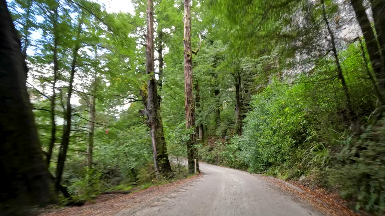 Vehicle moves along winding gravel road through lush green forest, natural daylight, steady forward motion