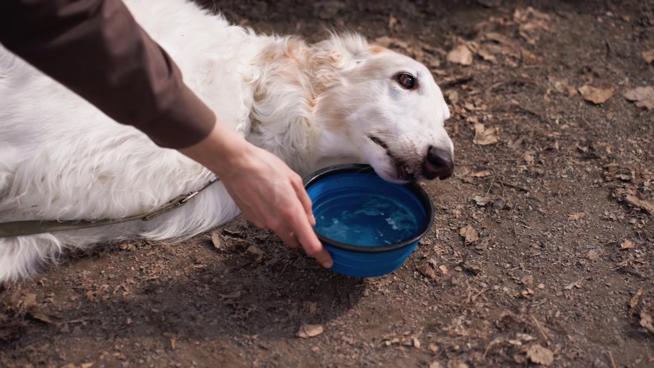 Ein weißer Hund liegt auf dem Boden, während eine Person in brauner Kleidung eine blaue faltbare Wasserschale für ihn hält. Die Szene spielt draußen auf Erde mit Blättern und konzentriert sich auf Tierpflege und Flüssigkeitszufuhr.