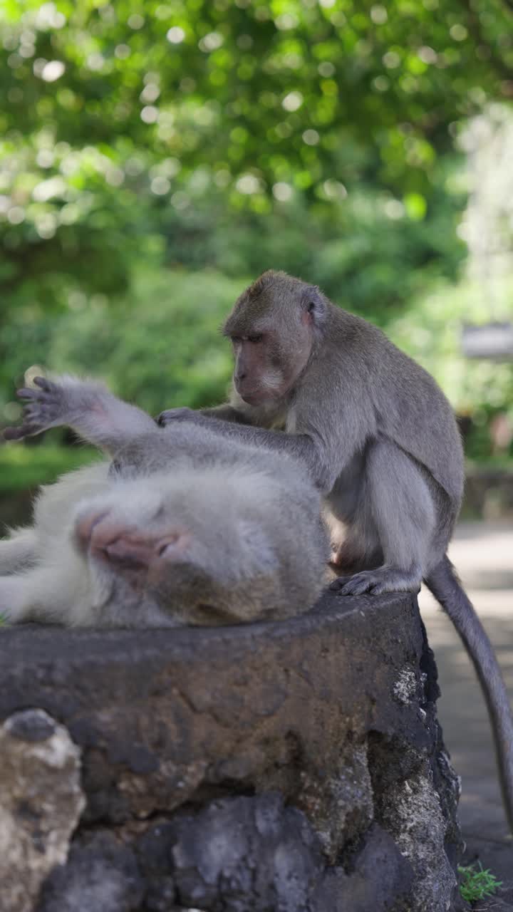 Monkey friends in urban area of Bali, vertical view