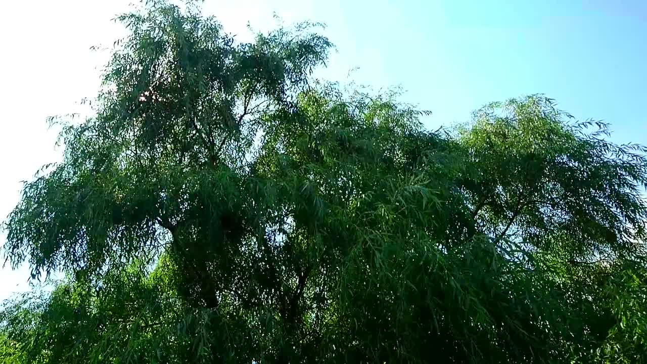 Day Summer View At Big Green Willow Moving Slow In Wind With Sun Lens Flare And Blue Sky