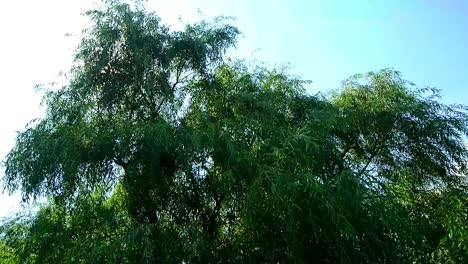 day summer view at big green willow moving slow in wind with sun lens flare and blue sky