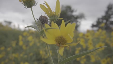 close up of yellow flower in a field