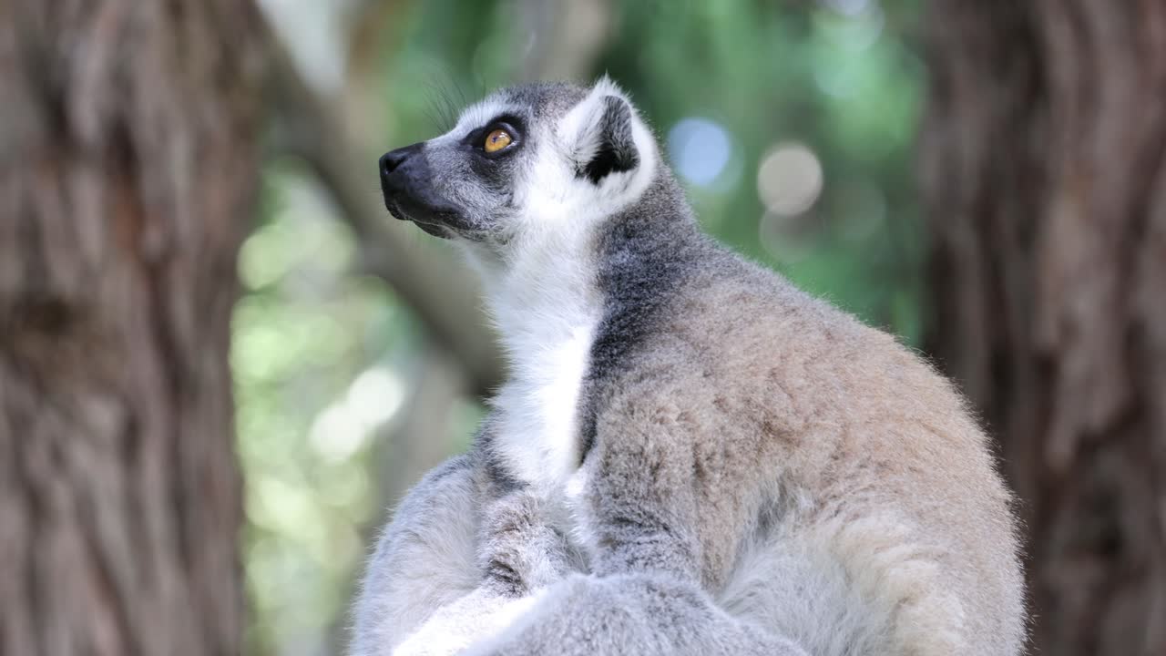 레무르가 앉아서 서식지에서 주의 깊게 둘러보고 있습니다.