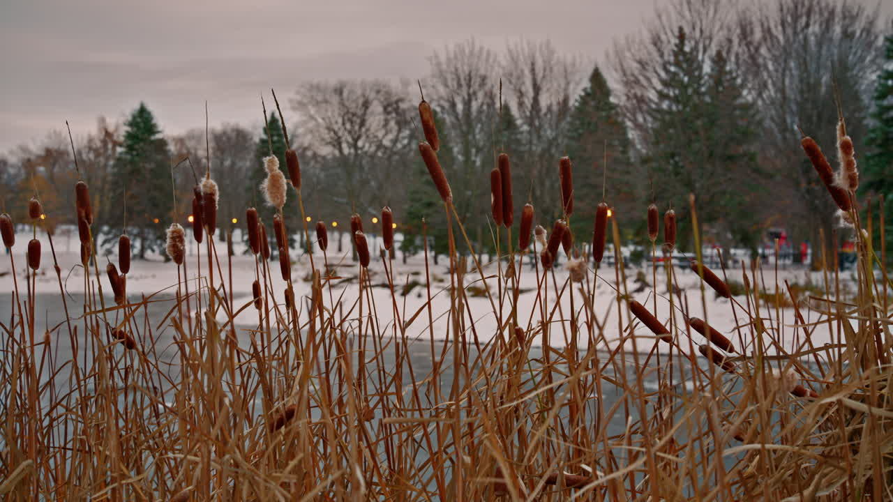 Des quenouilles se courbent et se balancent dans le vent hivernal au-dessus d’une zone humide gelée avec des plaques de neige et une douce lueur ambrée de lampadaire, arrière-plan flou