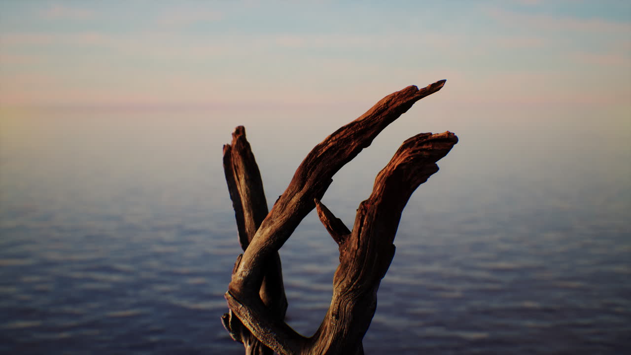 해가 지는 해변 에 떠다니는 나무