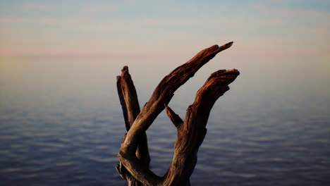 driftwood on a beach at sunset