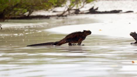 una iguana marina salvaje sale del mar a lo largo de una playa en la isla de santa cruz en las islas galápagos