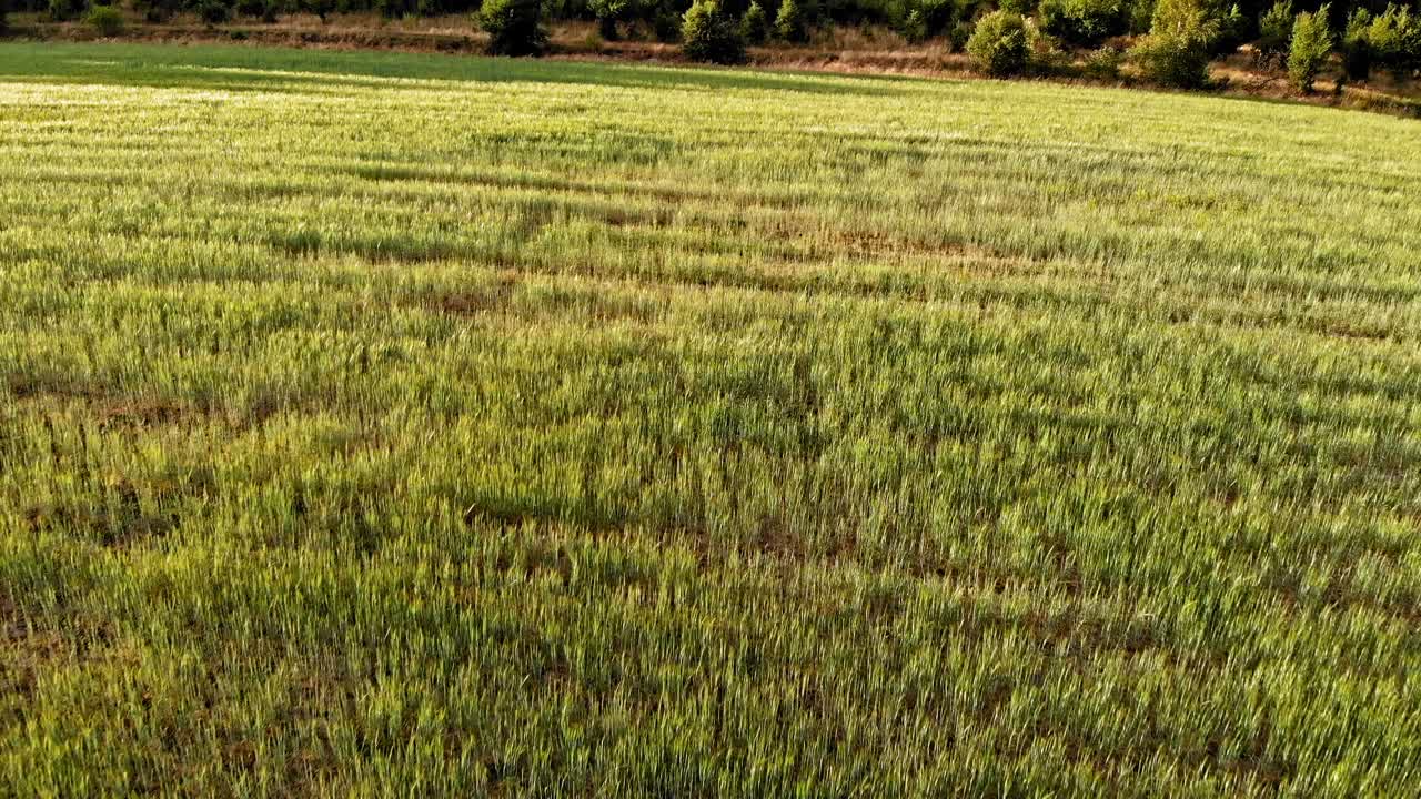 toma aérea de pradera y bosque en kolbudy, distrito de pomeranian en polonia