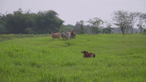 Cow-on-the-beautiful-meadow