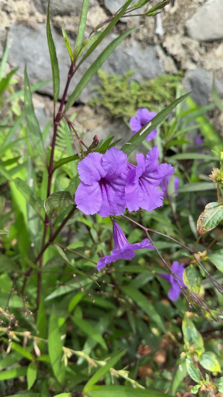 Flores de Ruellia roxas vibrantes florescendo em um jardim