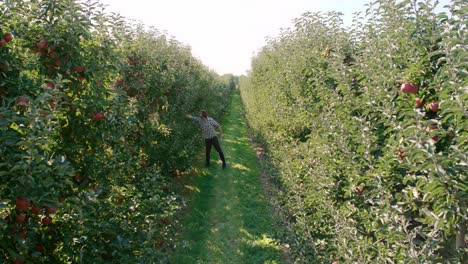 farmer walking across the apple orchard and controlling his fruit