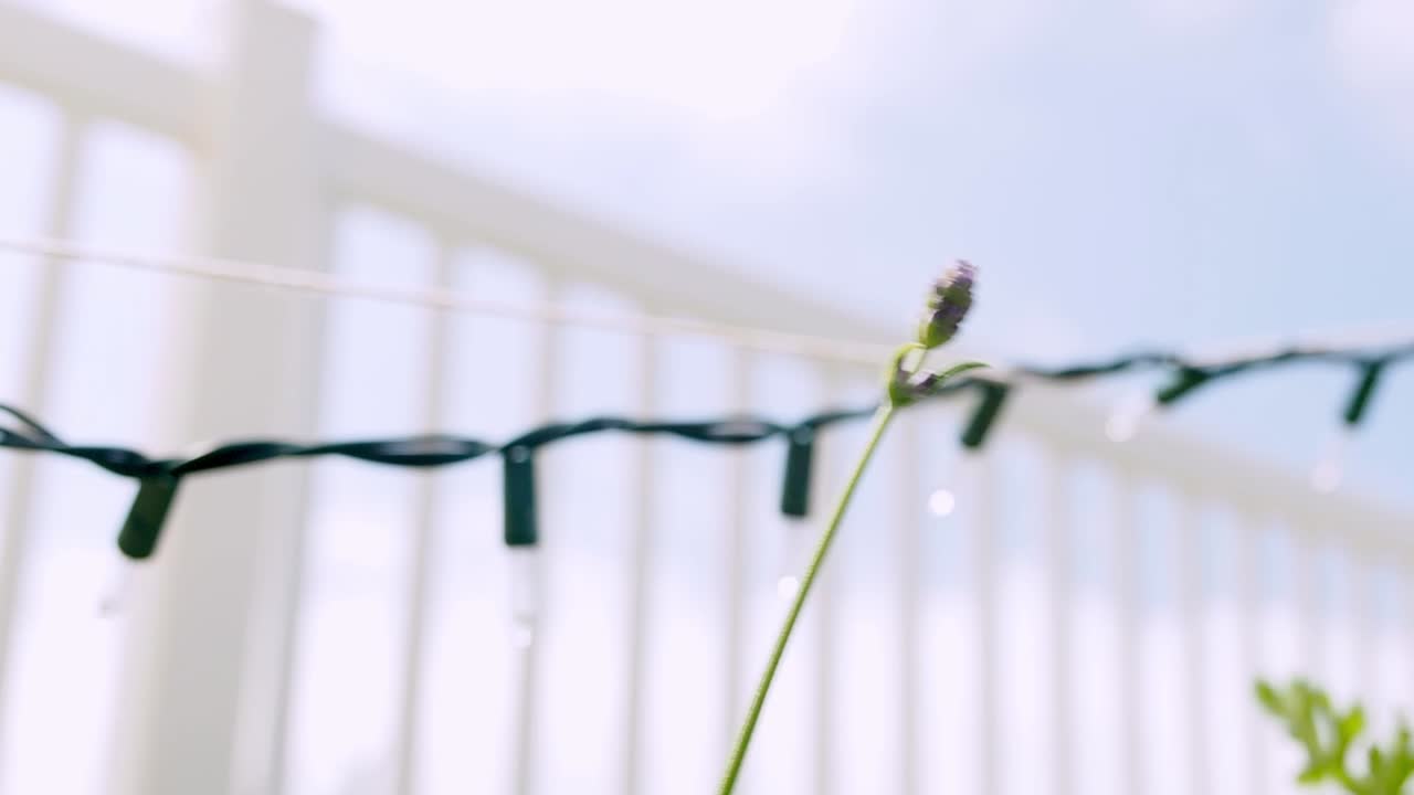 바람에 날리는 라벤더 식물