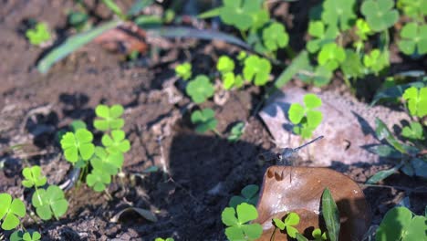 libélula sobre roca ligeramente moviéndose y estremeciéndose rodeada de pequeñas plantas verdes de cuatro hojas