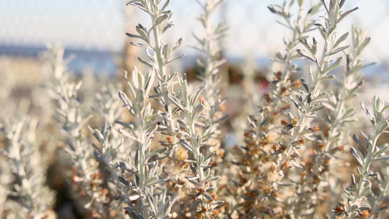 바람에 부드럽게 움직이는 관목