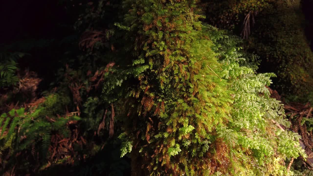 tronco de árbol cubierto de musgo de yakushima en árbol de cedro japonés