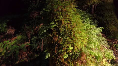 tronco de árbol cubierto de musgo de yakushima en árbol de cedro japonés