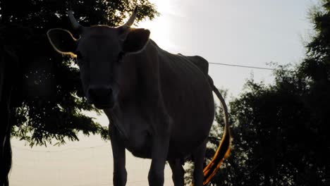 silueta de vaca en una granja al amanecer - atardecer