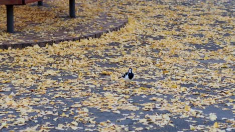 a magpie lark walks through fallen leaves