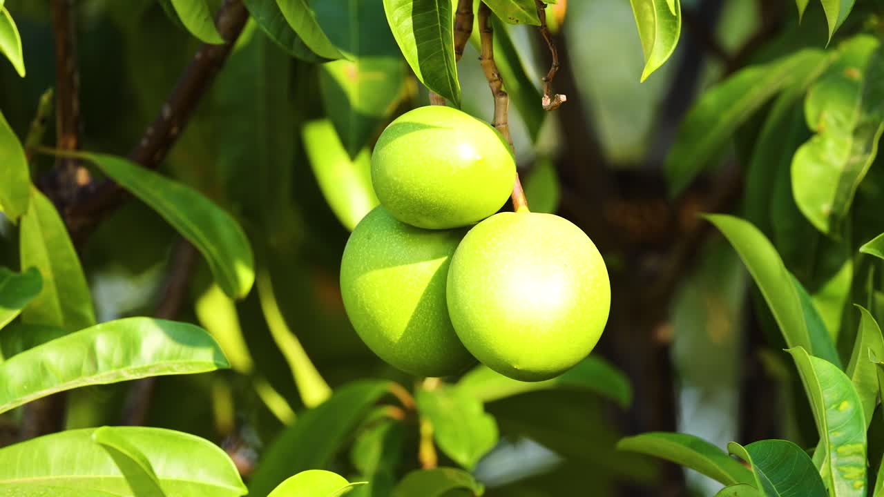mangos verdes colgando de una rama de árbol