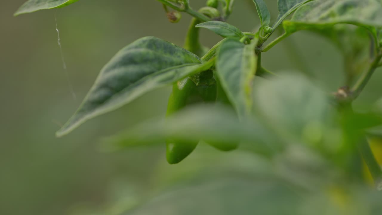 Kuvamateriaalia vihreistä chilipaprikoista kasvamassa kasveissa puutarhassa tai takapihalla. Korostaa vihannesten viljelyä, luomuviljelyä ja luonnollista kasvien kasvua.