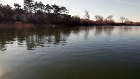 ducks on the lake in nature preserve in meijendel dunes national park, south holland, netherlands