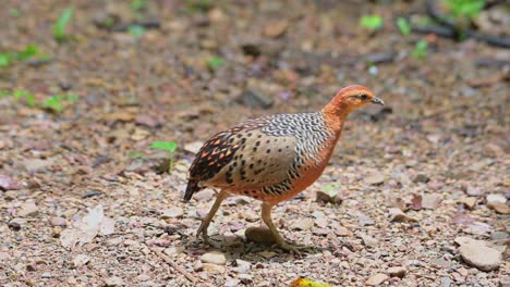 Gesehen,-Wie-Er-Sich-Beim-Fressen-Auf-Dem-Boden-Nach-Rechts-Bewegt,-Eisenhaltiges-Rebhuhn-Caloperdix-Oculeus,-Thailand