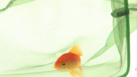 Goldfish-Being-Captured