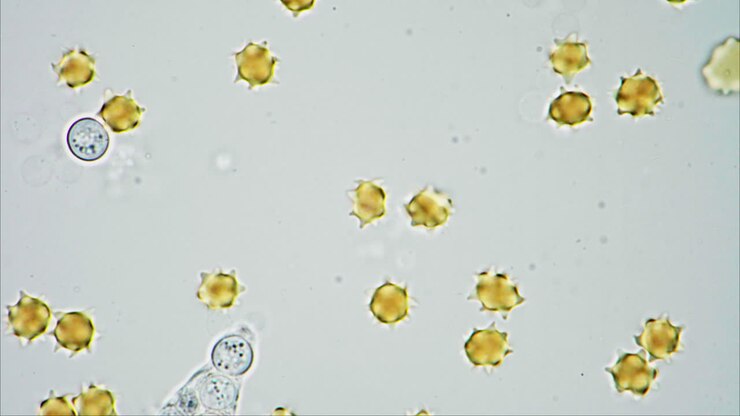 Microscopic view of spiky spherical objects and a multi-celled organism