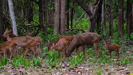 the eld's deer is an endangered species due to habitat loss and hunting