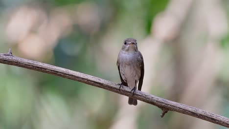 El-Papamoscas-Marrón-Asiático-Es-Un-Pequeño-Pájaro-Paseriforme-Que-Se-Reproduce-En-Japón,-Himalaya-Y-Siberia