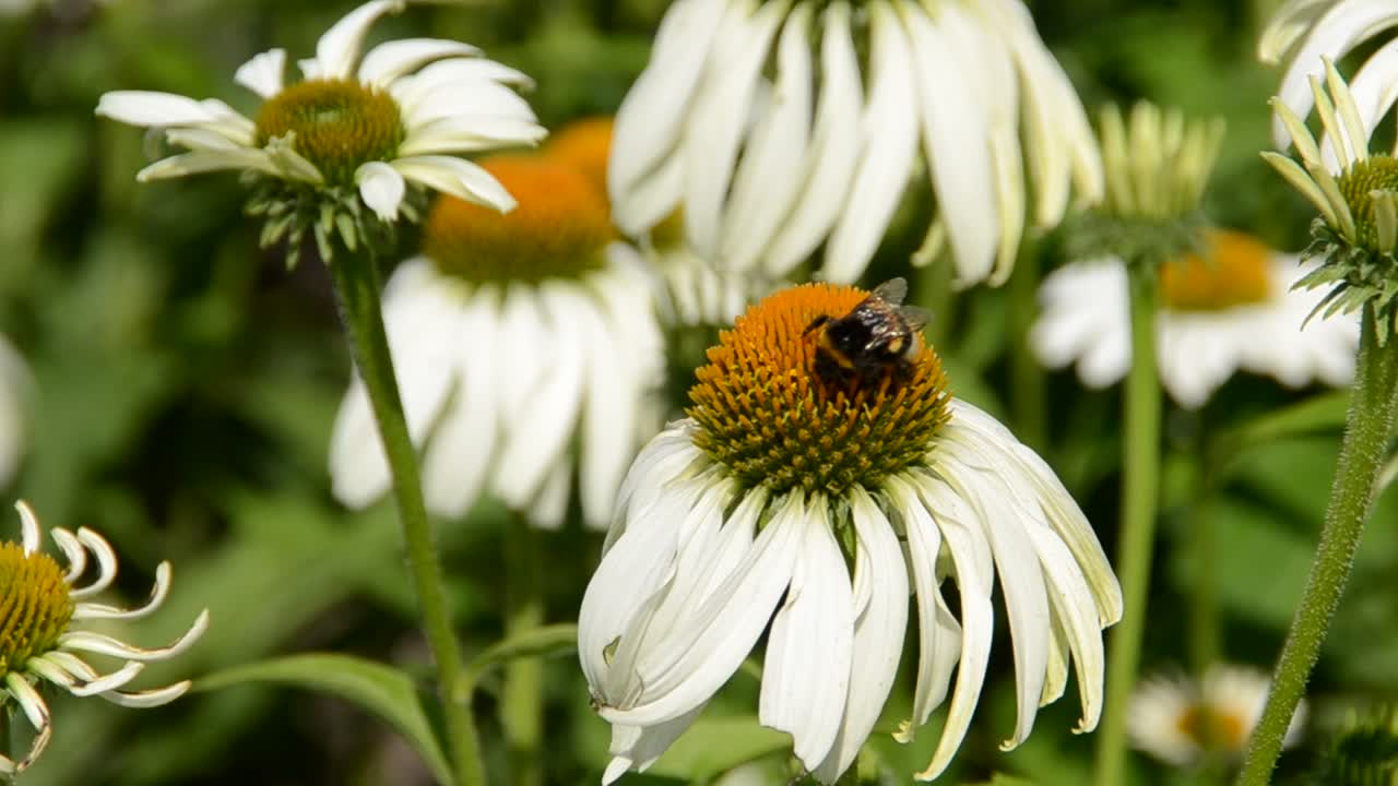 Fiore